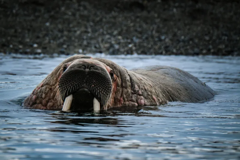 Eye to Eye: The Philosophy of Mutual Recognition in Paul Nicklen's Arctic Wildlife Portraits
