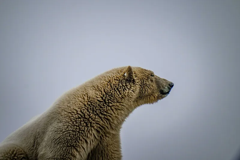 Patience as Craft: The Precise Art of Capturing Wild Animals in Their Most Authentic Moments