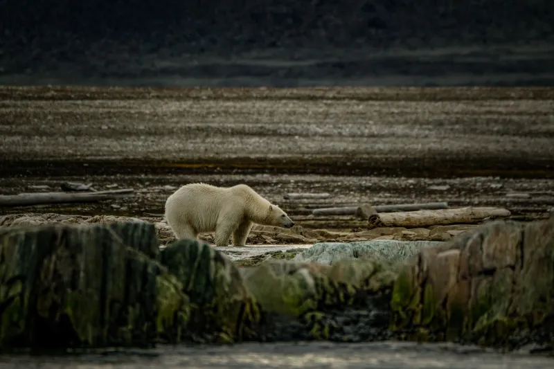 A Witness in Ice: How Paul Nicklen's Polar Archive Is Rewriting the Visual Language of Climate Reckoning